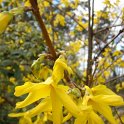 Forsythia x intermedia 'Beatrix Farrand' P1C P9
